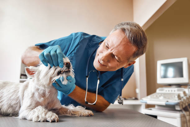Best Emergency Dentist for Knocked-Out Tooth in Ortonville, MI